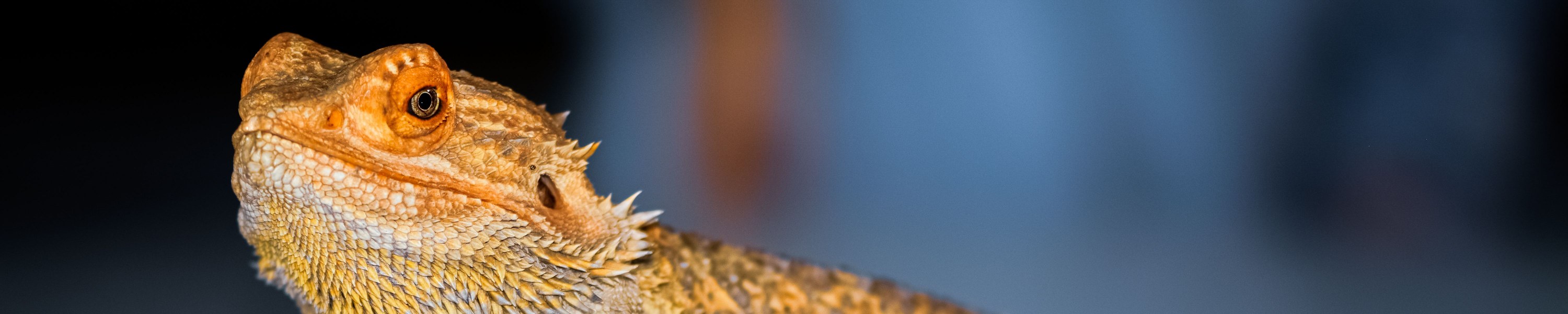 Bartagame Krankheiten: Symptome erkennen und richtig handeln