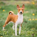 Basenji