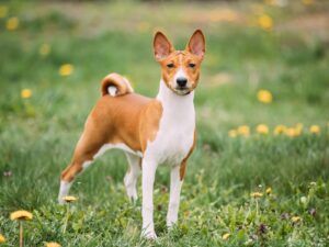 Basenji