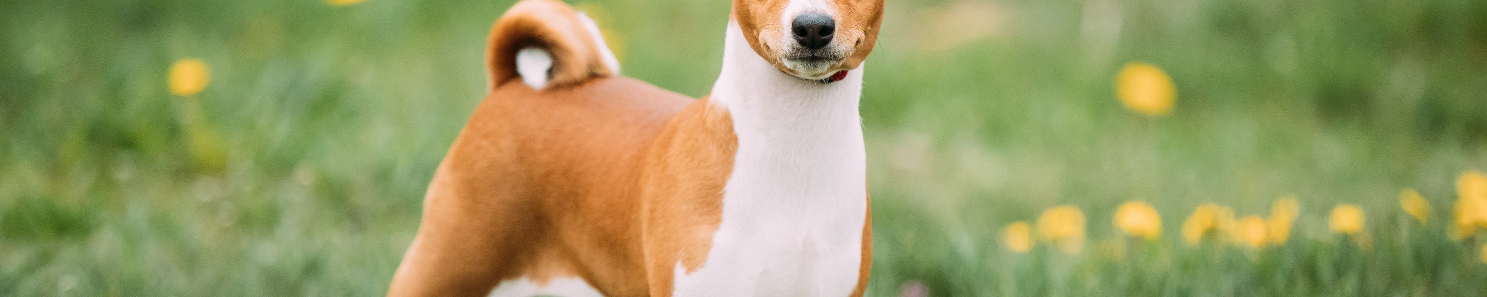 Basenji