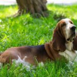 Basset Hound