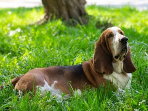 Basset Hound