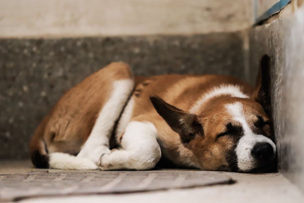 Bauchspeicheldrüsenentzündung beim Hund – go4vet