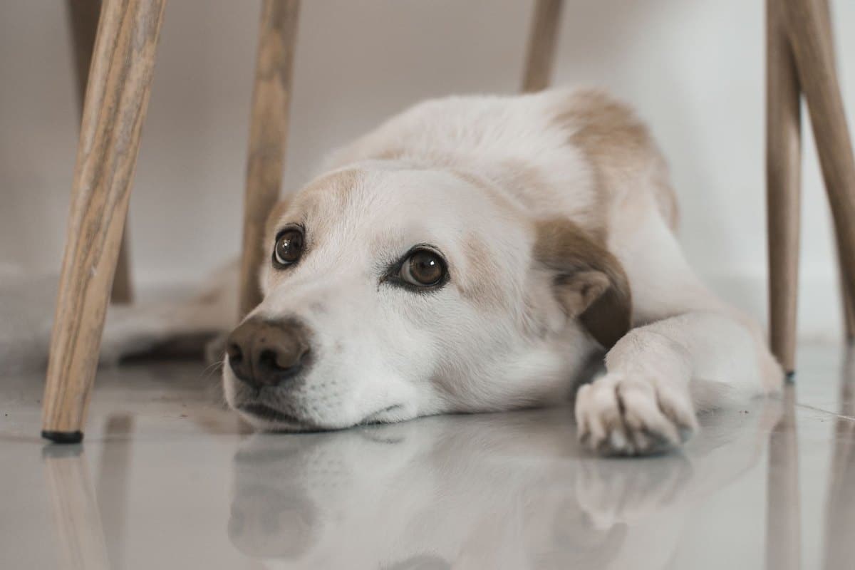 Bauchspeicheldrüsenentzündung beim Hund – go4vet