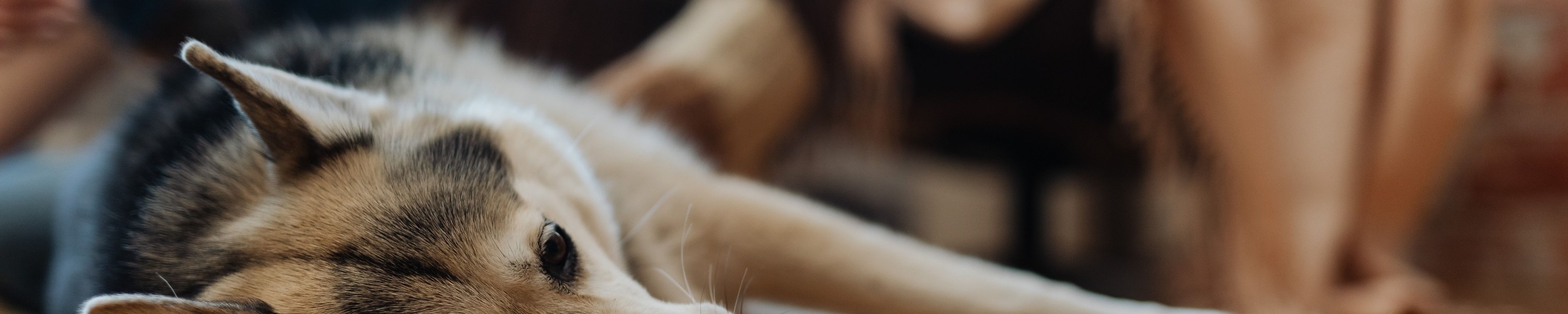 Bauchspeicheldrüsenentzündung beim Hund