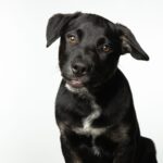 Bayerischer Gebirgsschweißhund