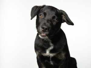 Bayerischer Gebirgsschweißhund