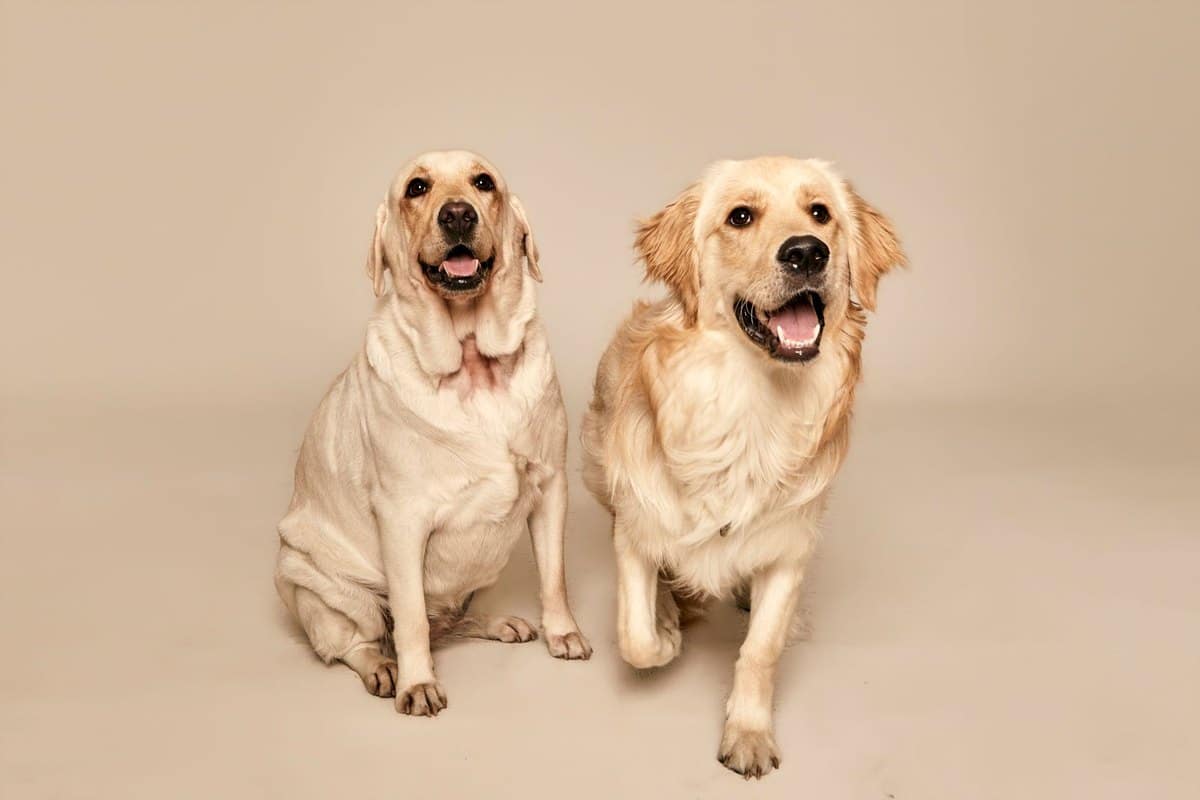 Bayerischer Gebirgsschweißhund – go4vet