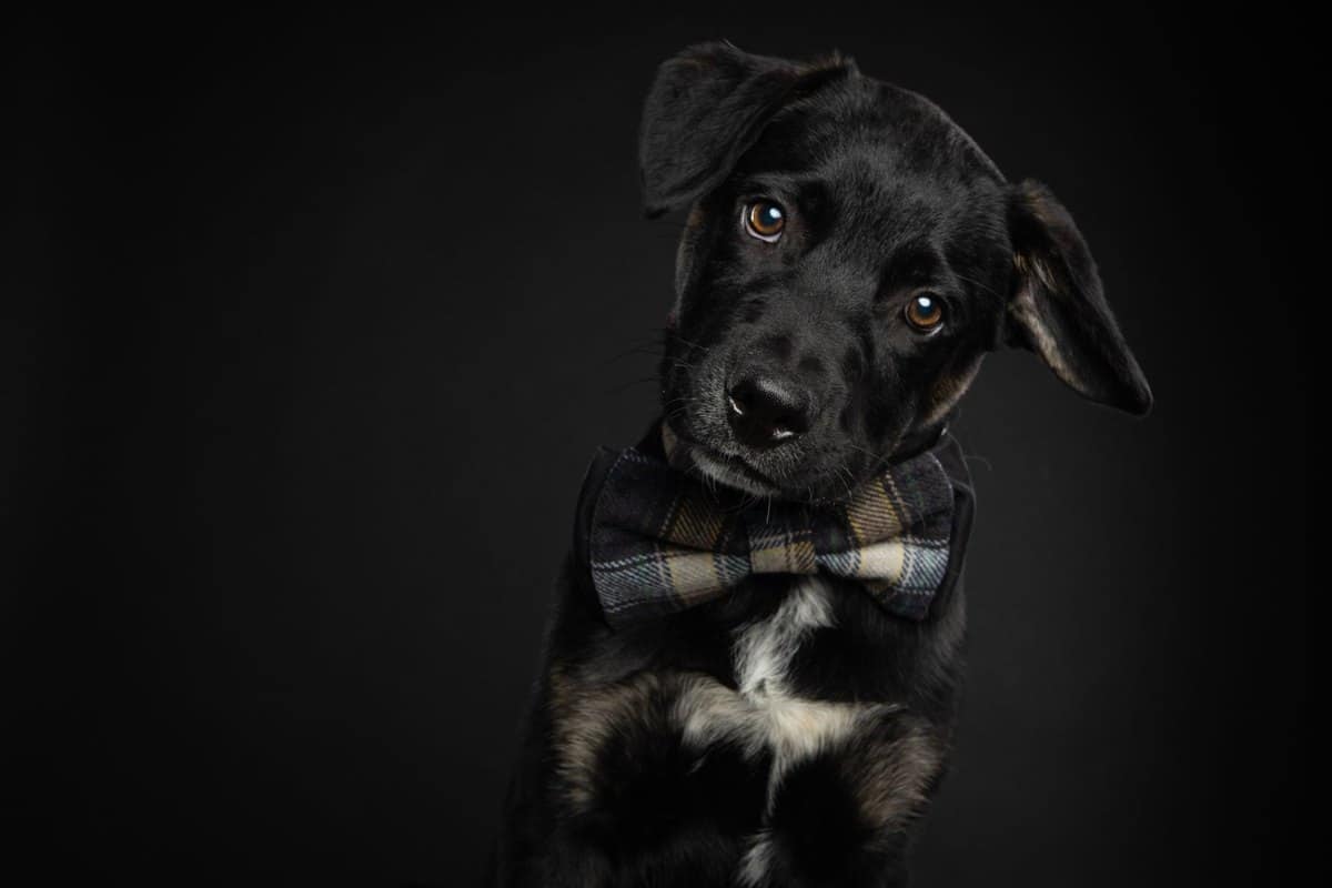 Bayerischer Gebirgsschweißhund – go4vet