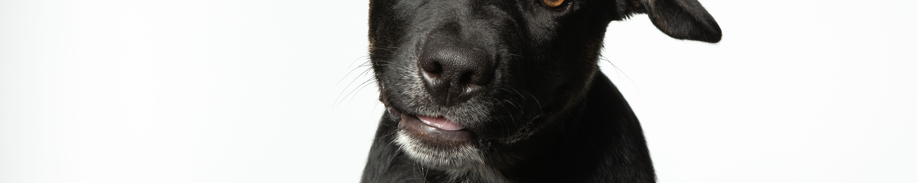 Bayerischer Gebirgsschweißhund