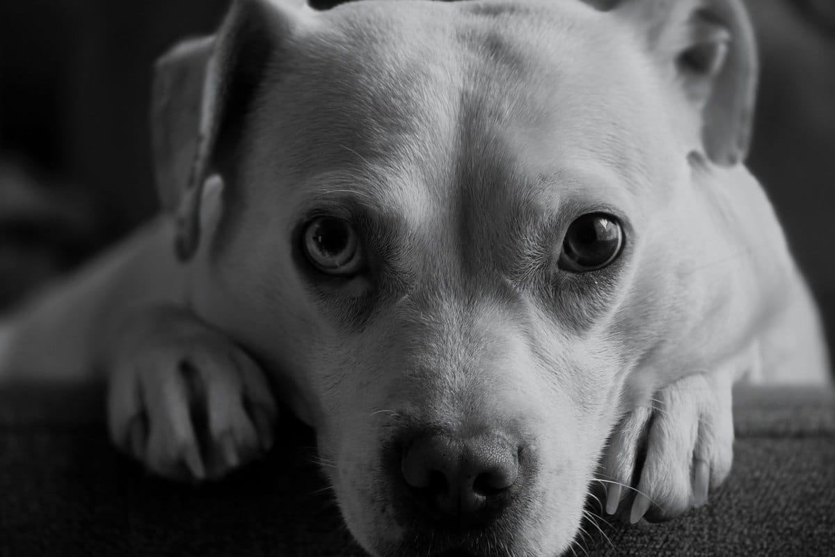 BCS Body Condition Score richtig bestimmen: bei Hund und Kat – go4vet