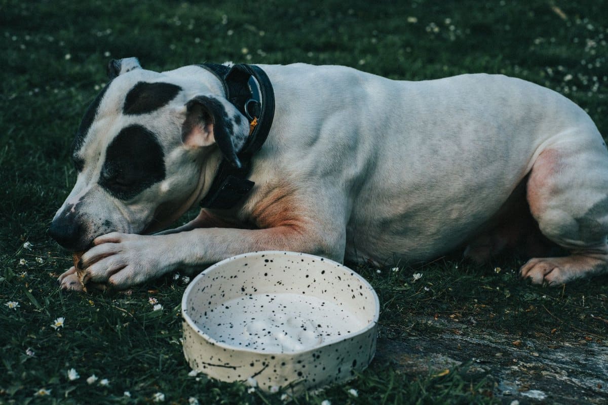 BCS Body Condition Score richtig bestimmen: bei Hund und Kat – go4vet