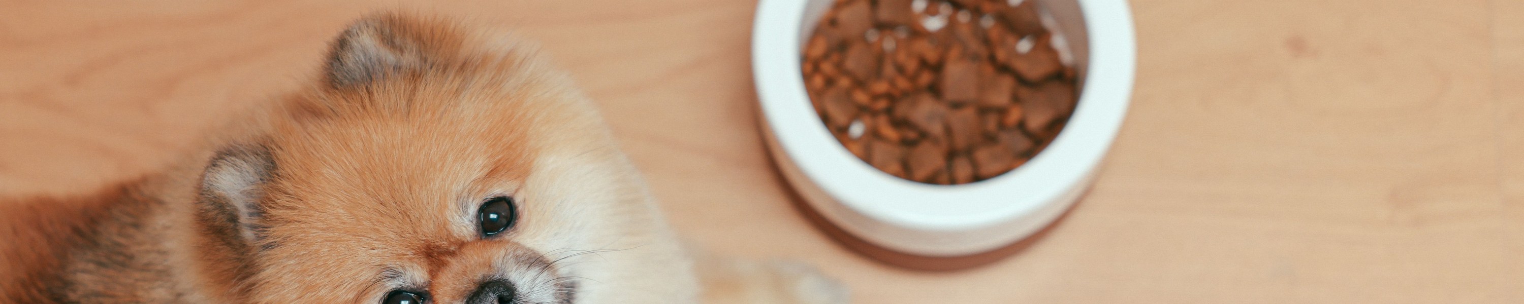 BCS Body Condition Score richtig bestimmen: bei Hund und Katze