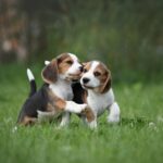 Beagle
