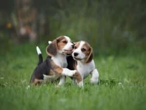 Beagle