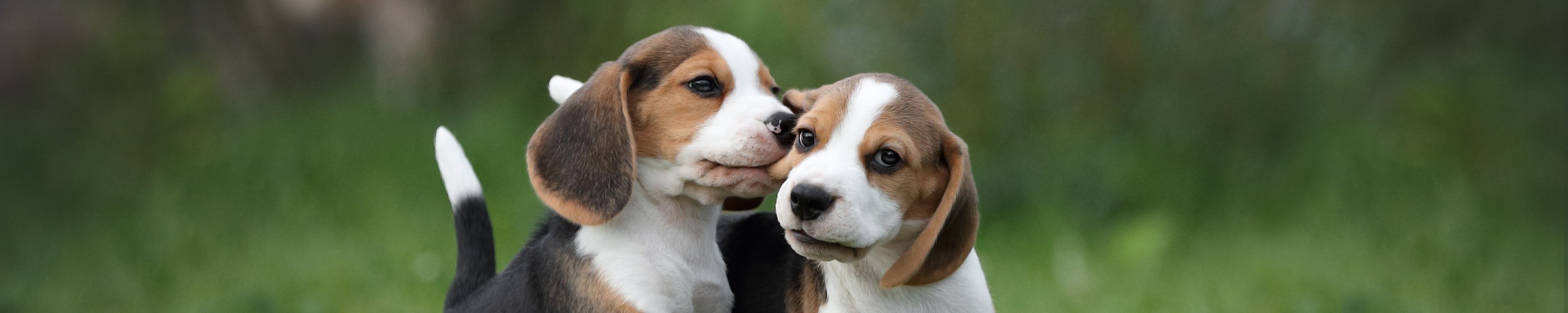 Beagle