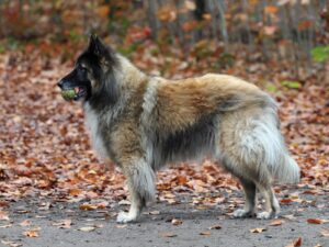 Belgischer Schäferhund (Tervueren)