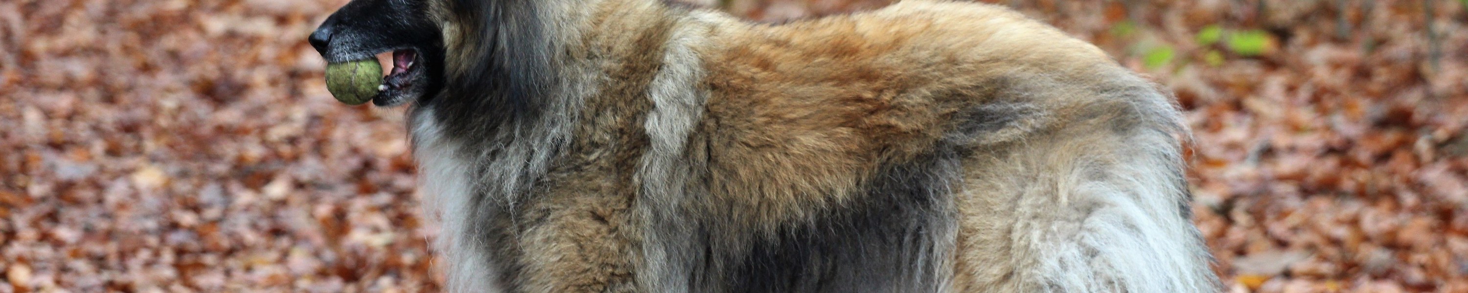 Belgischer Schäferhund (Tervueren)