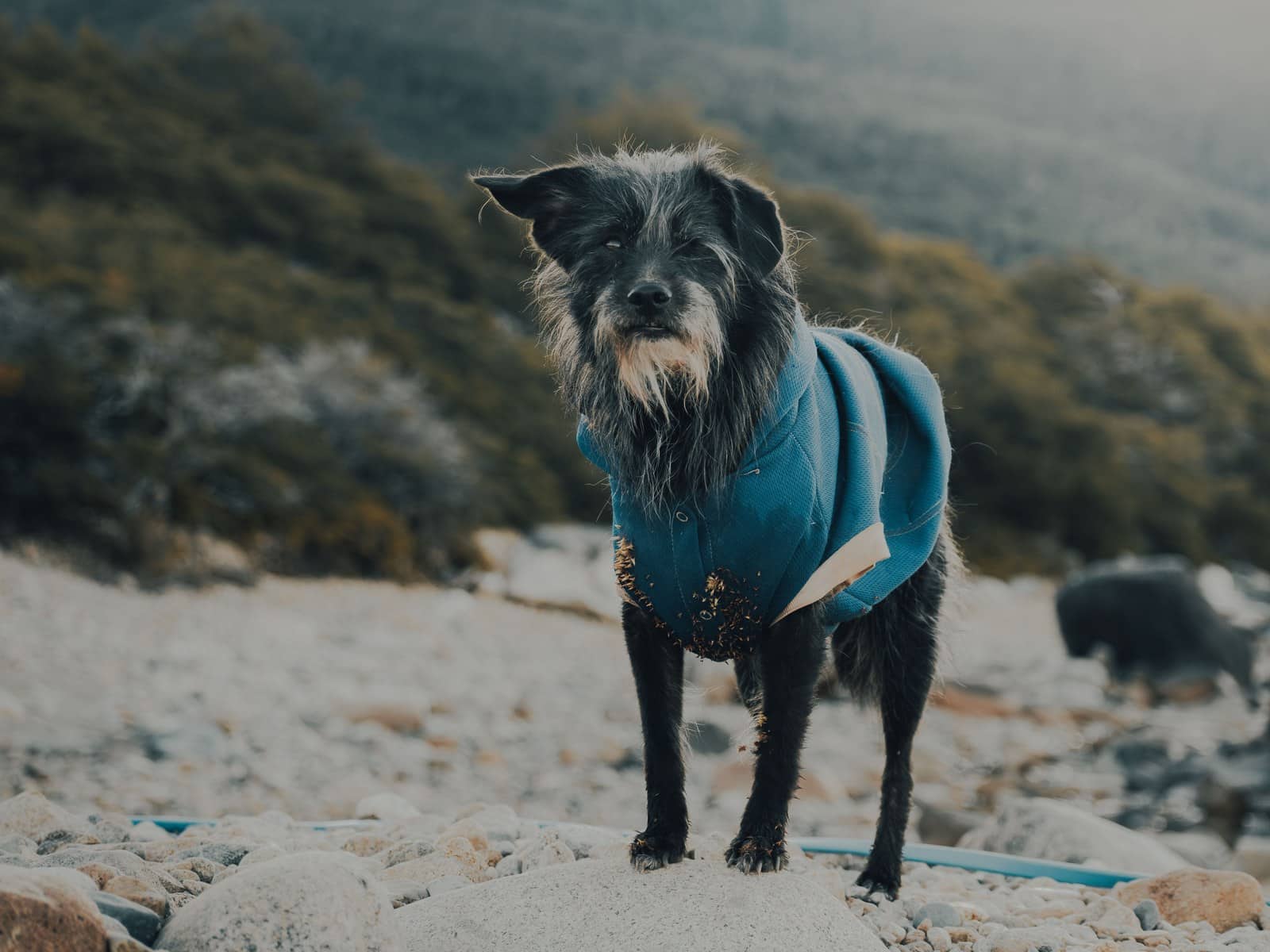 Bergtour und Hüttenurlaub mit Hund in den Alpen