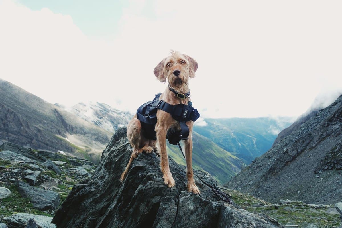 Bergtour und Hüttenurlaub mit Hund in den Alpen – go4vet