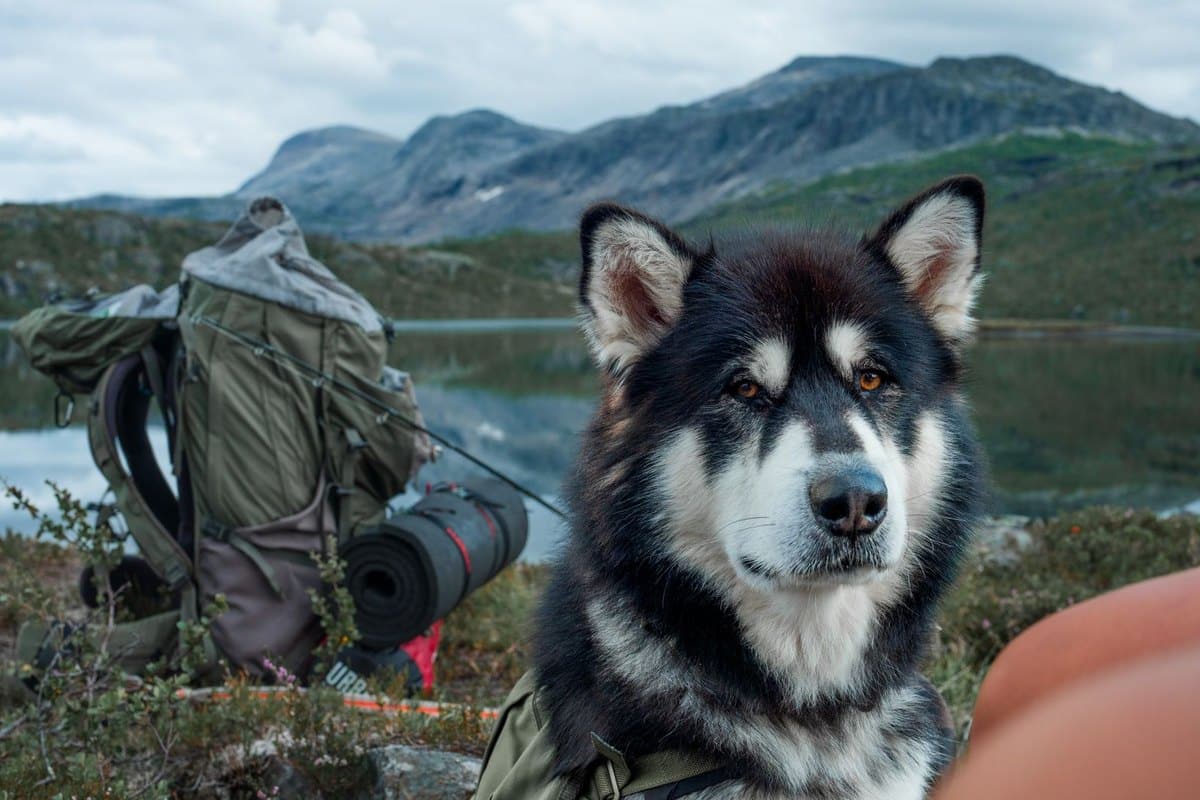 Bergtour und Hüttenurlaub mit Hund in den Alpen – go4vet