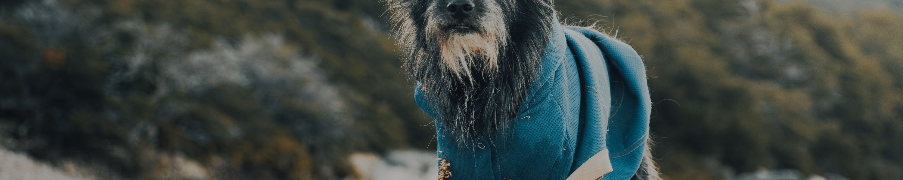 Bergtour und Hüttenurlaub mit Hund in den Alpen