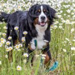 Berner Sennenhund