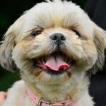 Beste Hundeversicherung 2026: Der ehrliche Vergleich der Top-Anbieter für DACH