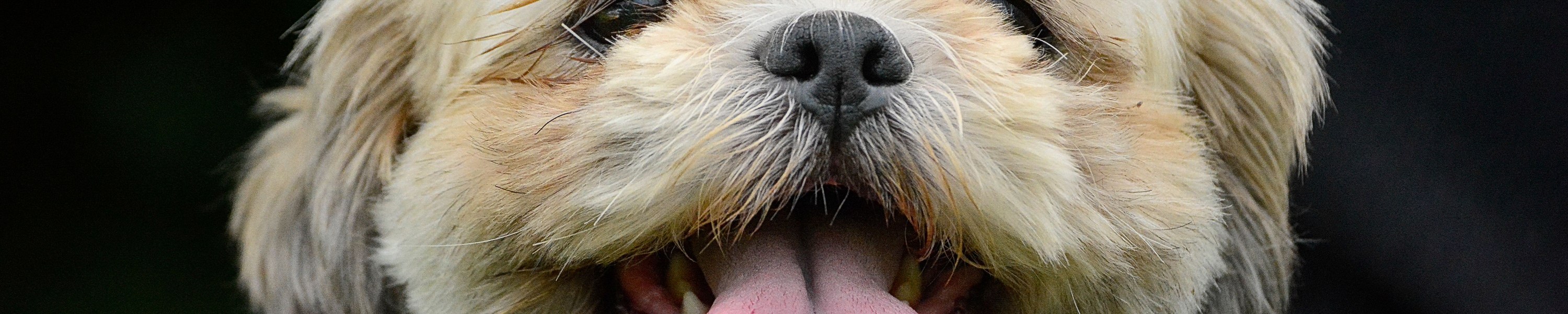 Beste Hundeversicherung 2026: Der ehrliche Vergleich der Top-Anbieter für DACH
