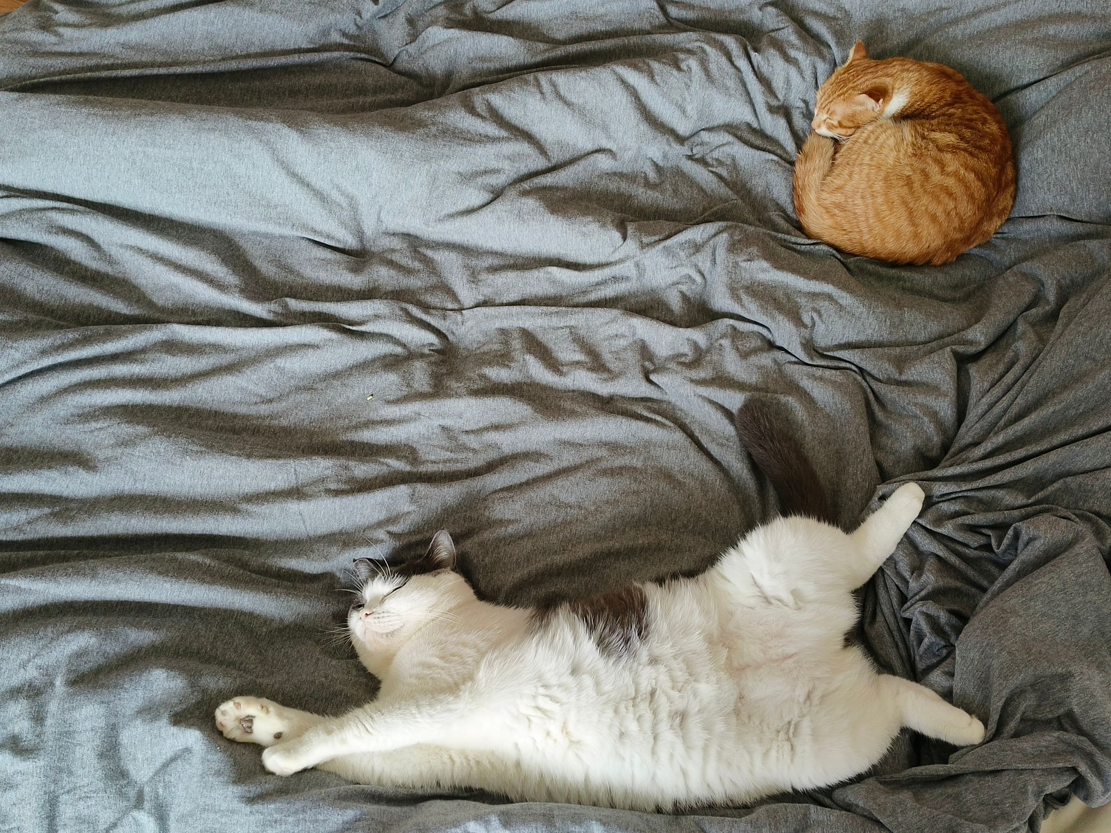 Das beste Katzenstreu 2026: Vergleich und Empfehlung