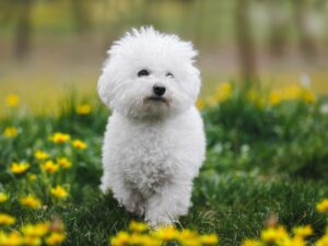 Bichon Frisé