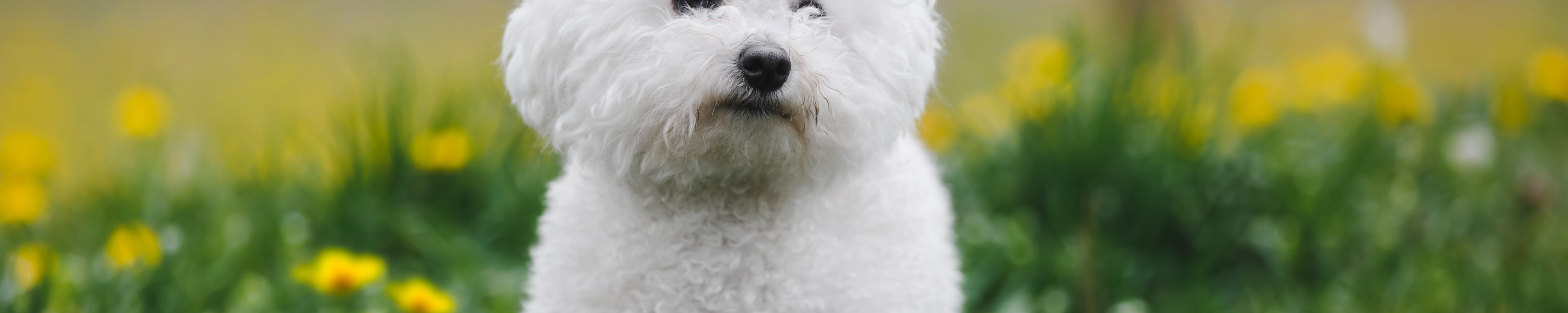 Bichon Frisé