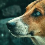 Bindehautentzündung beim Hund