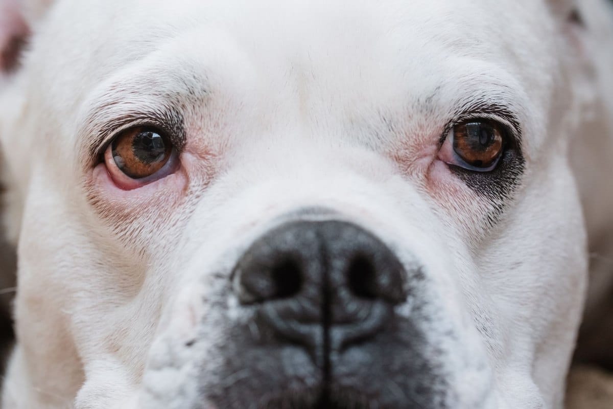 Bindehautentzündung beim Hund – go4vet