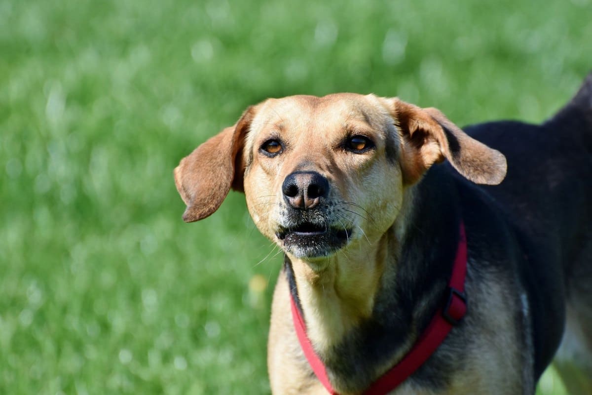 Bindehautentzündung beim Hund – go4vet