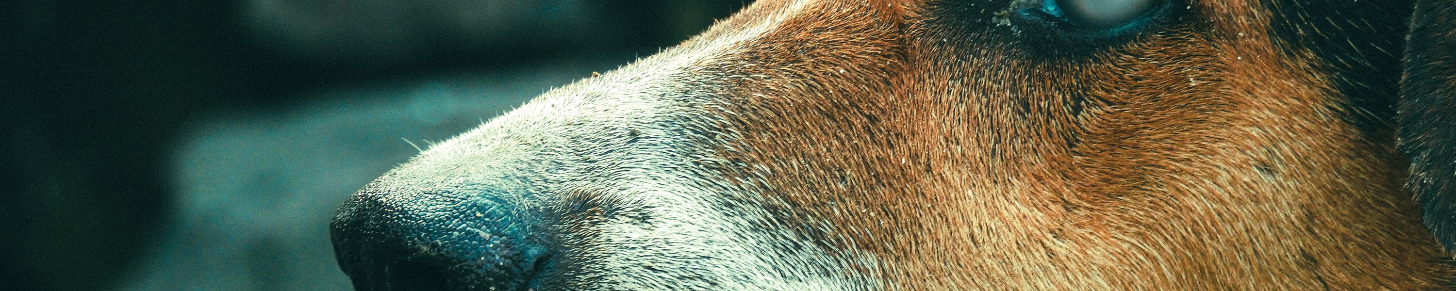 Bindehautentzündung beim Hund
