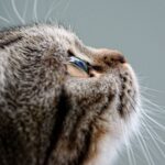Blähungen bei Katzen