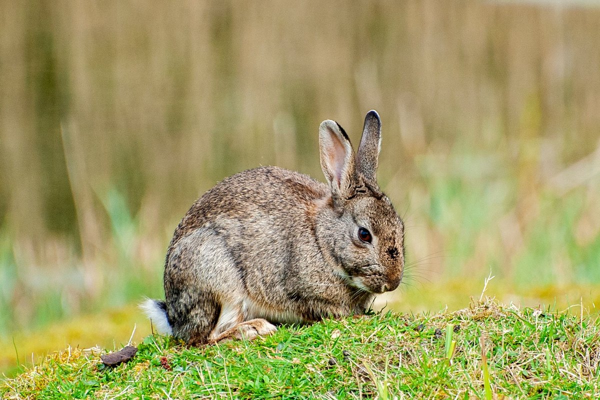 Blasenentzündung beim Kaninchen: Symptome, Diagnose & Therap – go4vet