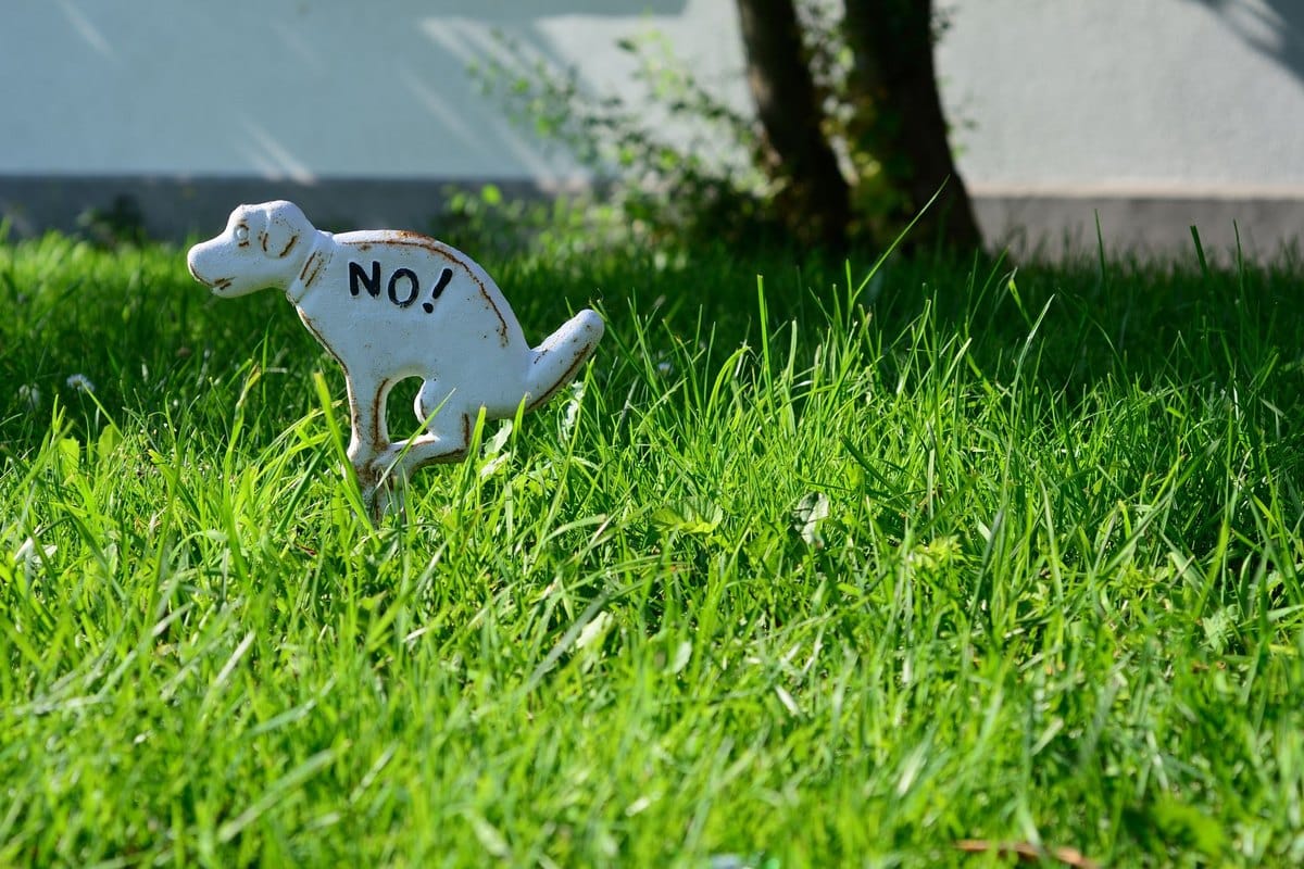 Blasenentzündung beim Hund – go4vet