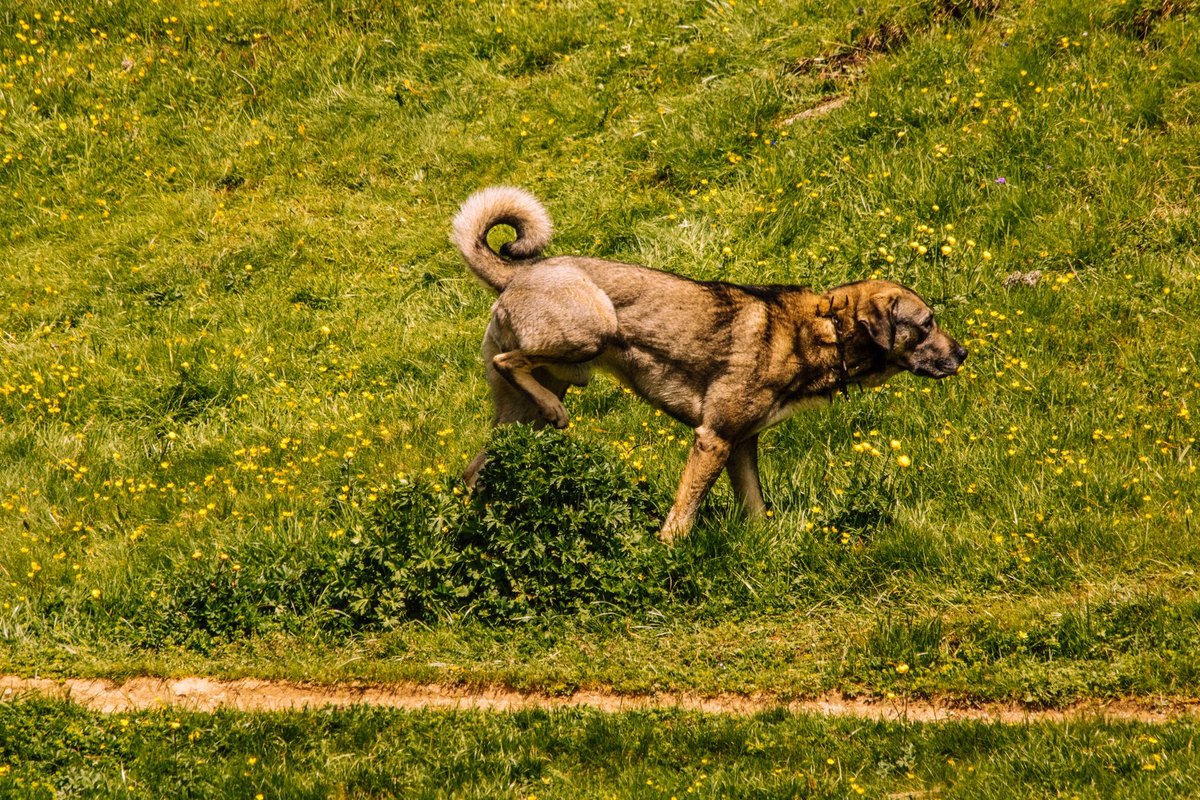 Blasenentzündung beim Hund – go4vet