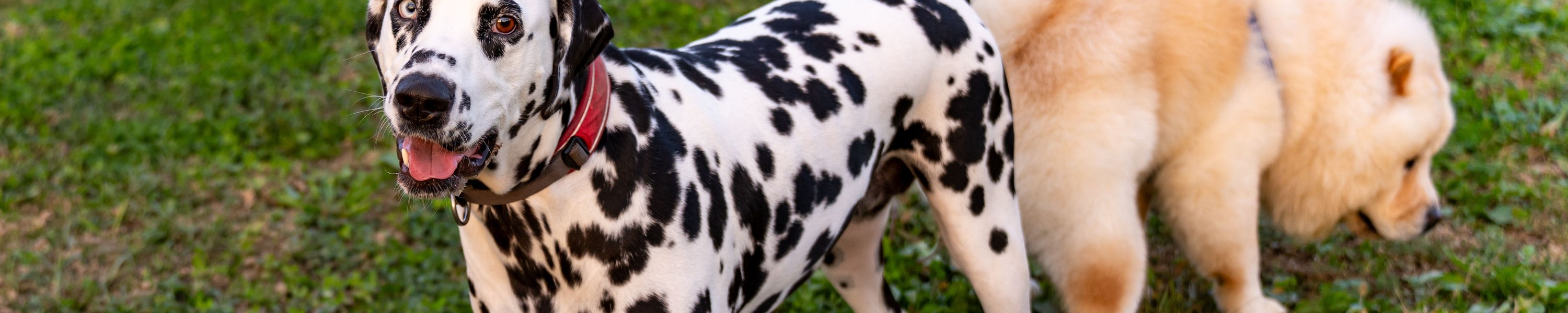 Blasenentzündung beim Hund