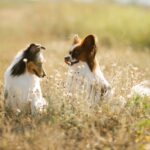 Blasensteine beim Hund
