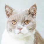 Blasensteine bei Katzen