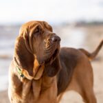 Bloodhound