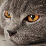 Blut im Stuhl bei Katzen