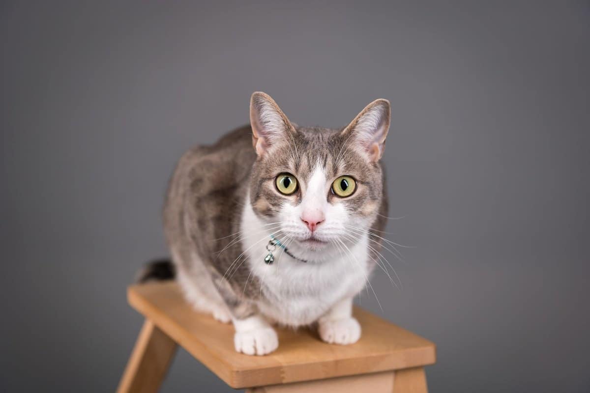 Blut im Stuhl bei Katzen – go4vet