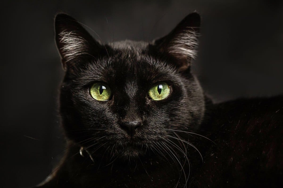 Blut im Stuhl bei Katzen – go4vet