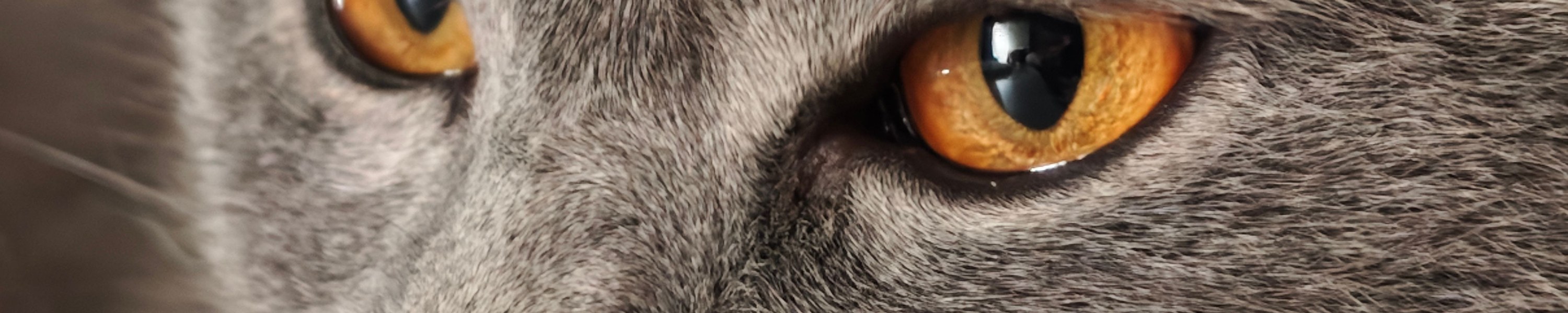 Blut im Stuhl bei Katzen