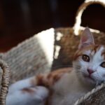 Blut im Urin bei Katzen