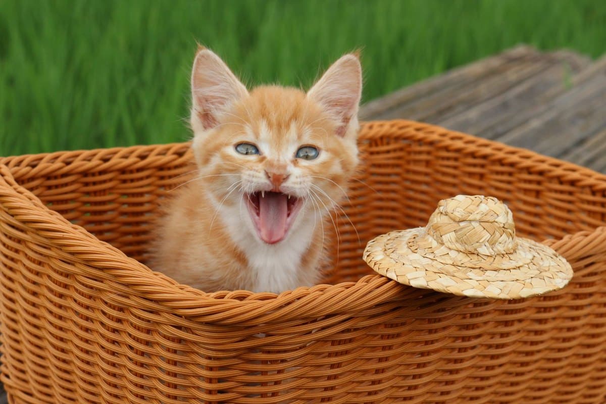 Blut im Urin bei Katzen – go4vet